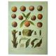 Planche botanique -1921- Dessertenne - Pèche - Illustration fruit pomologie