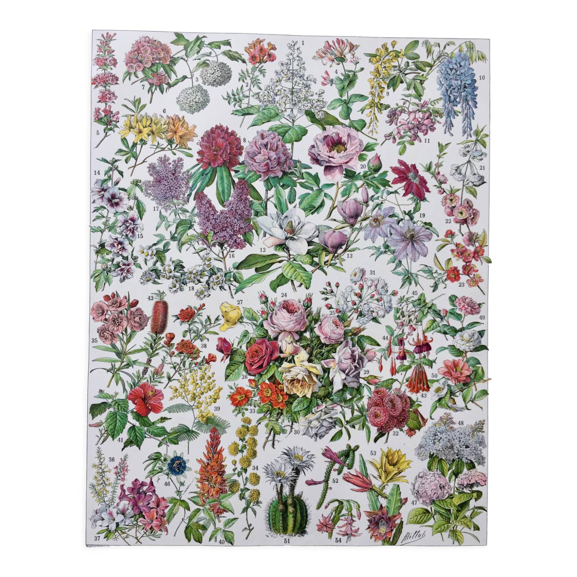Old illustration Millot "Flowers"