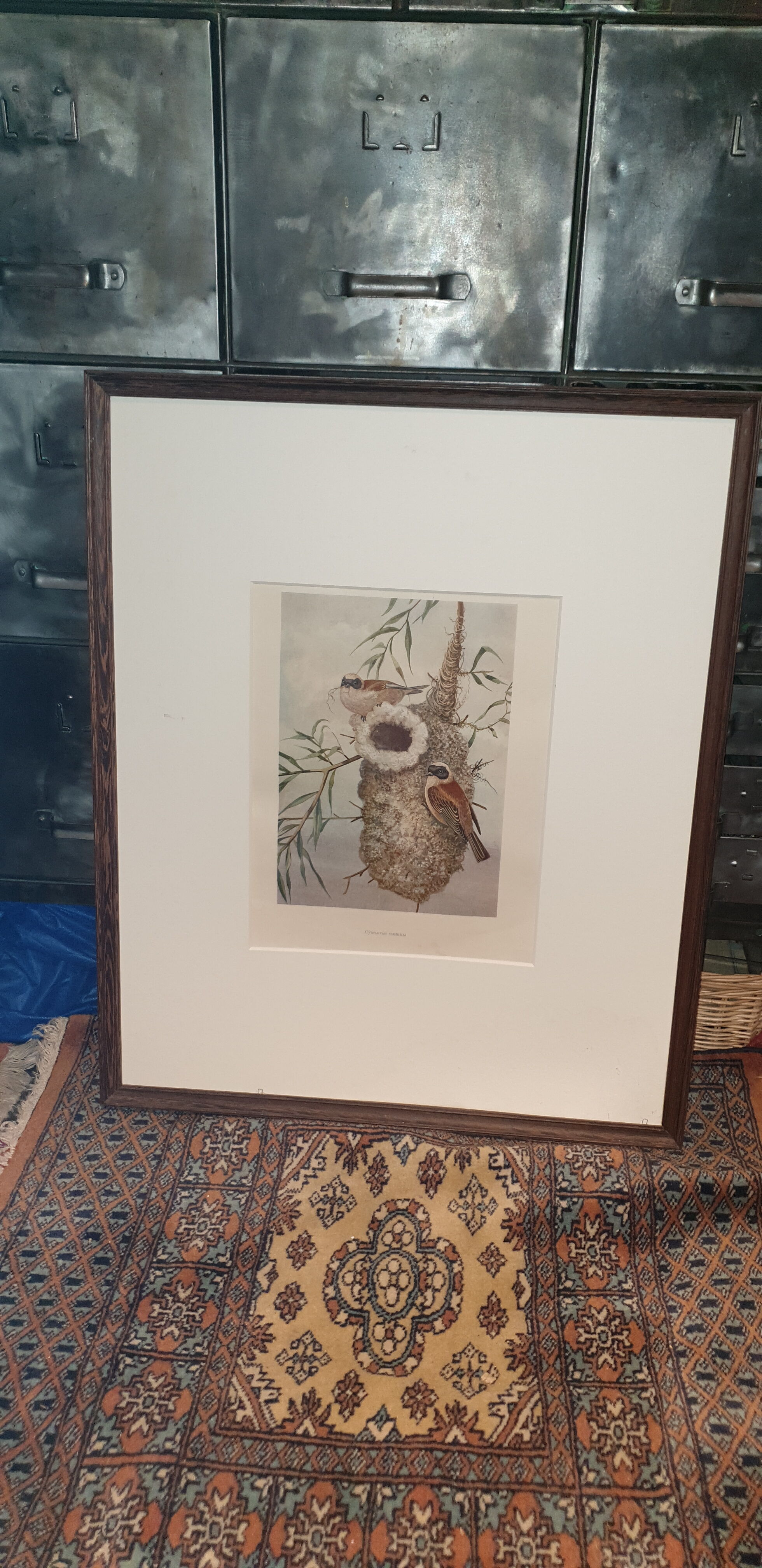 Ornithological engraving