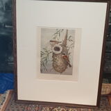 Ornithological engraving