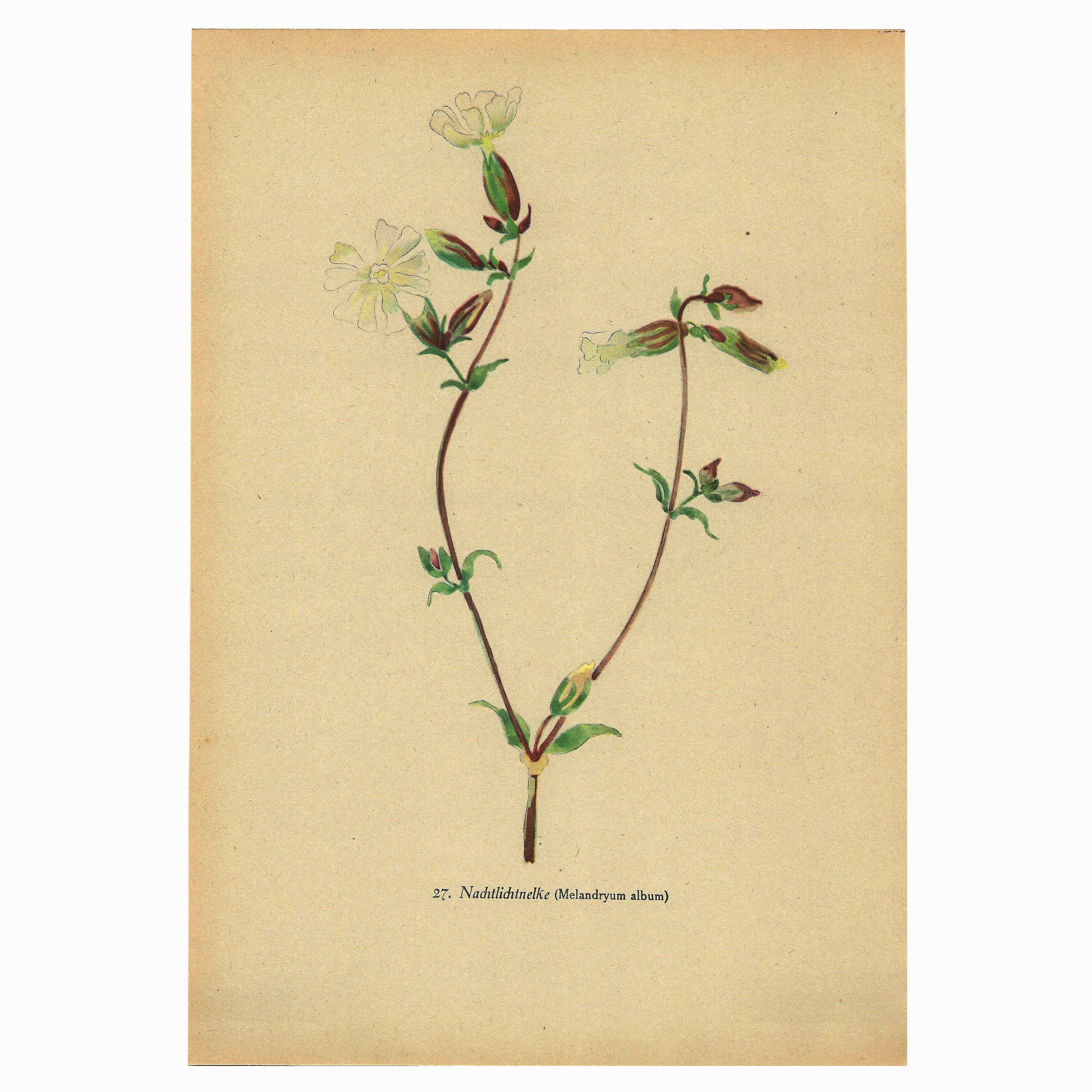 Antique illustration from 1948 of meadow flowers by H.Strache - Carnation