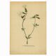 Antique illustration from 1948 of meadow flowers by H.Strache - Carnation