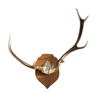 Trophée bois de cerf