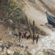 Oil on marine canvas