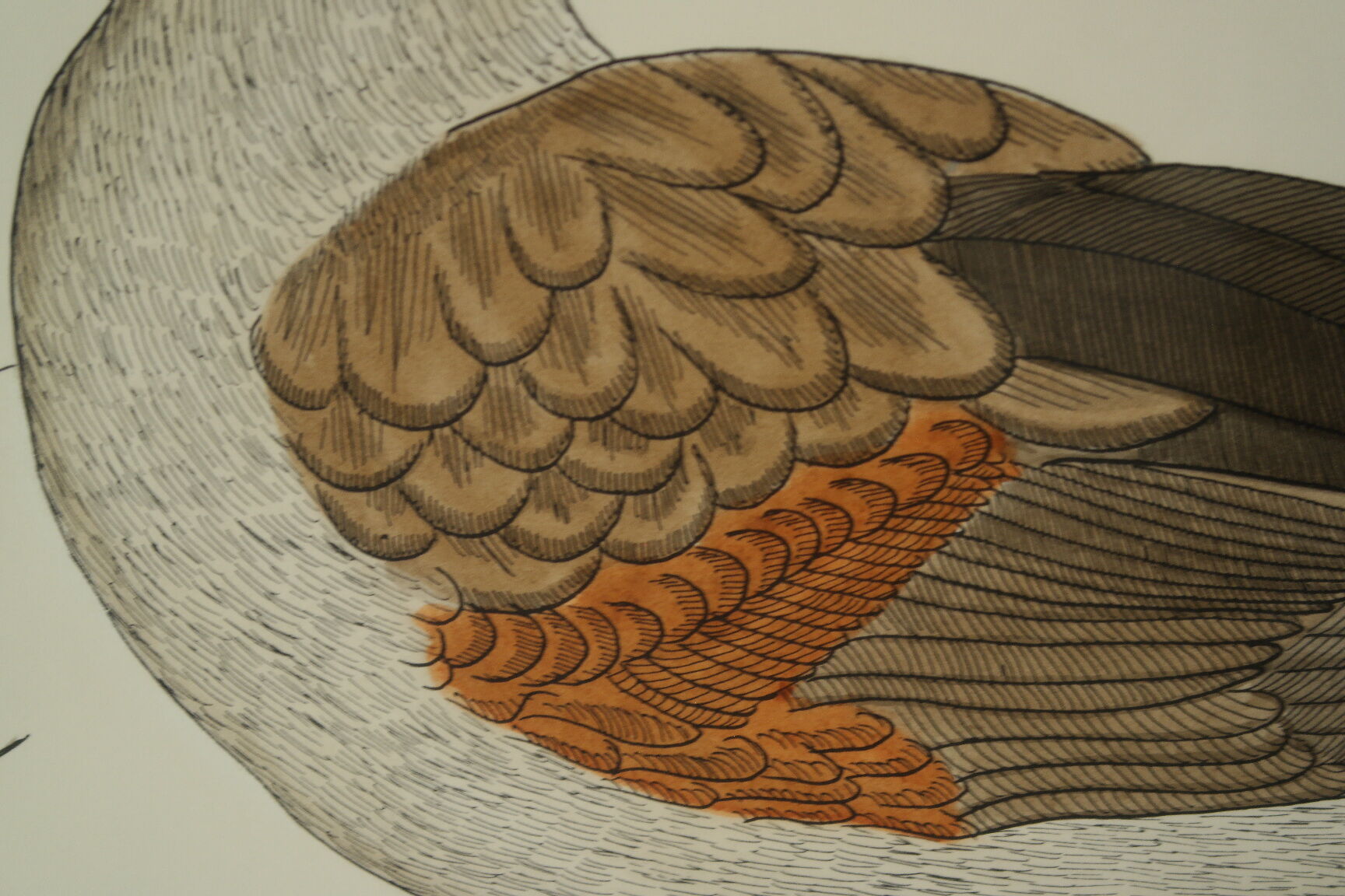 Vintage watercolour duck by Terronblan Monbaly Dayelle.