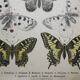 Podalirius butterflies | illustration from 1887, antique print, lepidoptere original plate