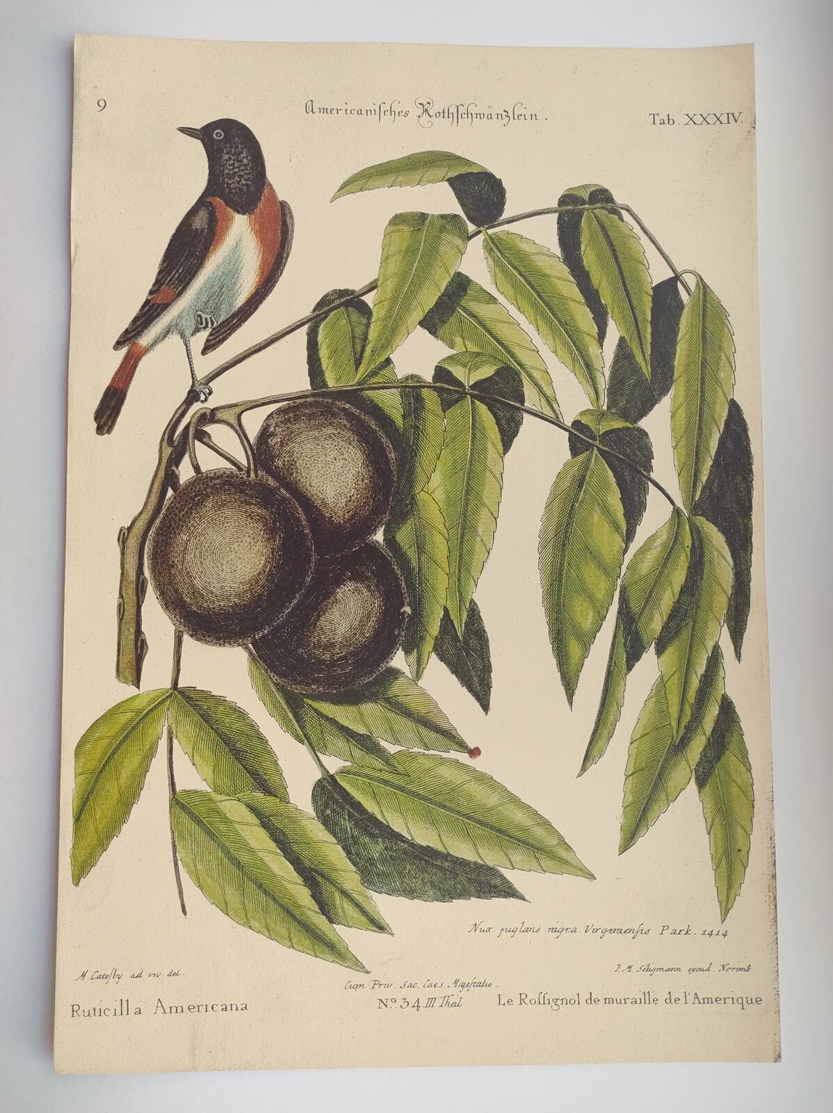Gravure ancienne oiseau - Rossignol de muraille-  Planche zoologique de Seligmann & Catesby
