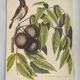 Gravure ancienne oiseau - Rossignol de muraille-  Planche zoologique de Seligmann & Catesby