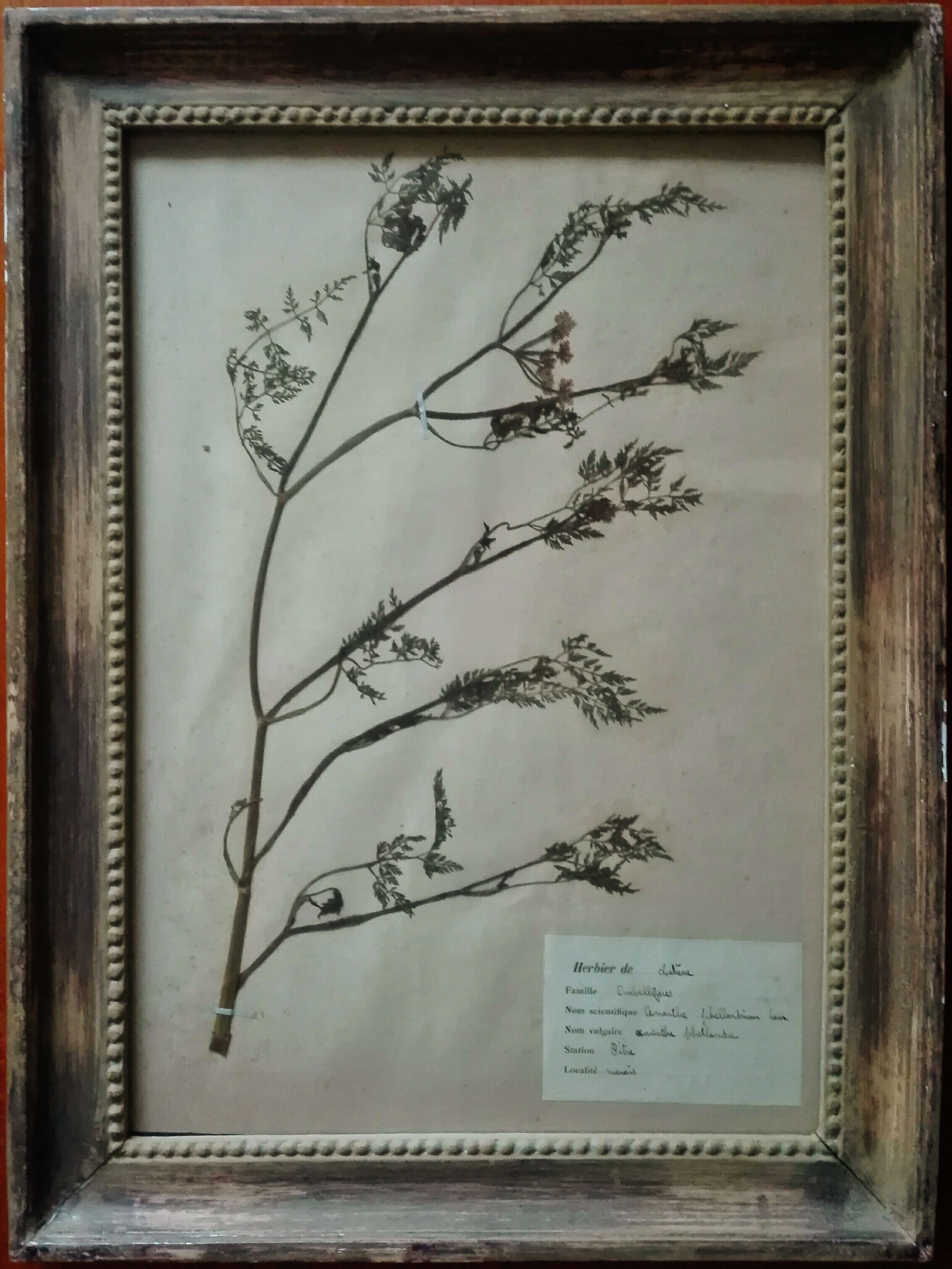 Lot de 8 planches herbier
