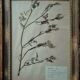 Lot de 8 planches herbier