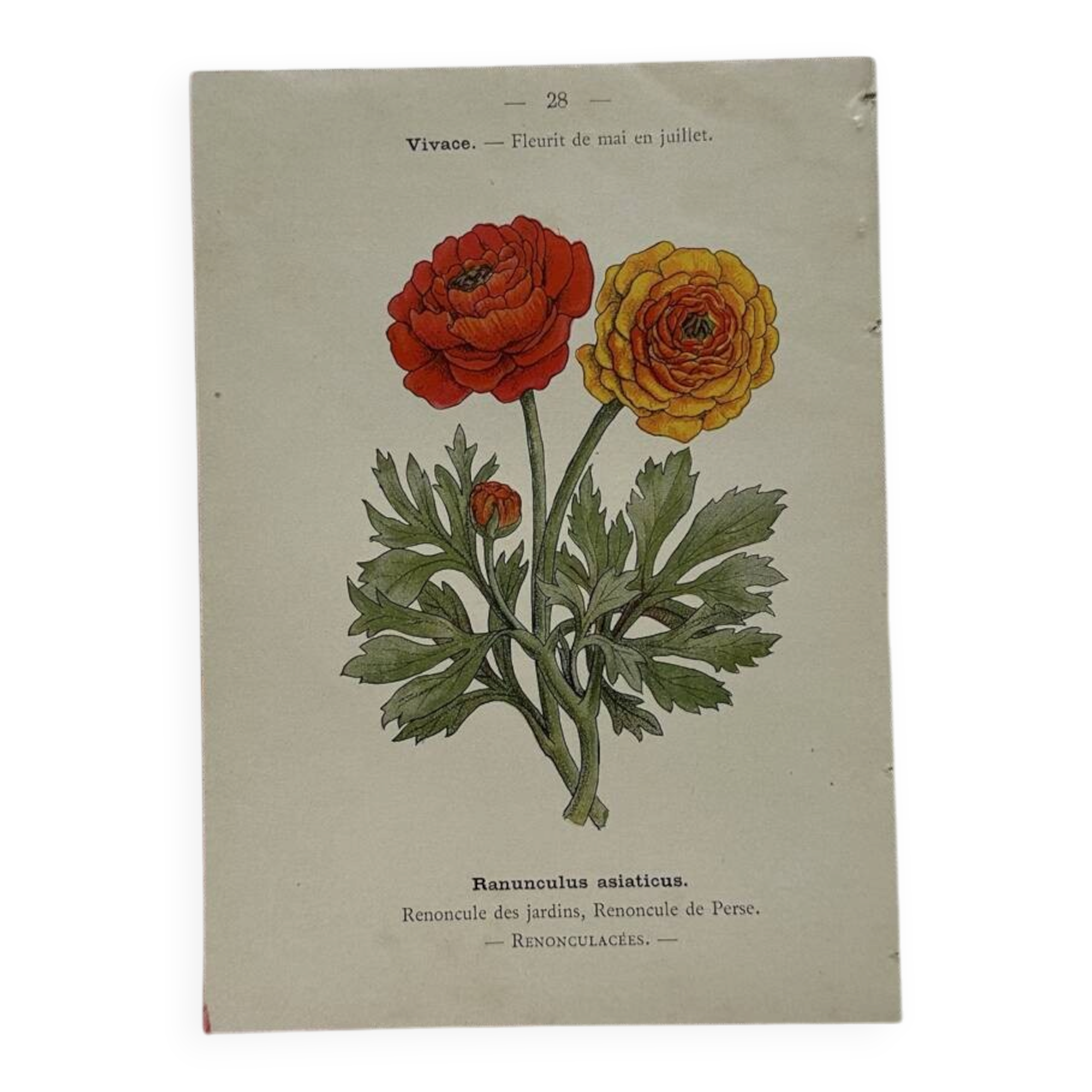 🌿 Botanical Plate Old Naturalist Engraving 19th Century Double-Sided A