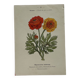 🌿 Botanical Plate Old Naturalist Engraving 19th Century Double-Sided A