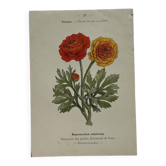 🌿 Botanical Plate Old Naturalist Engraving 19th Century Double-Sided A