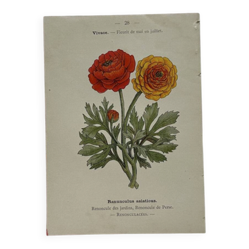 🌿 Botanical Plate Old Naturalist Engraving 19th Century Double-Sided A