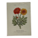 🌿 Botanical Plate Old Naturalist Engraving 19th Century Double-Sided A
