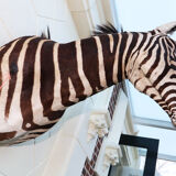 Zebra taxidermy