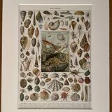 Lithograph on molluscs - 1900