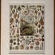 Lithograph on molluscs - 1900