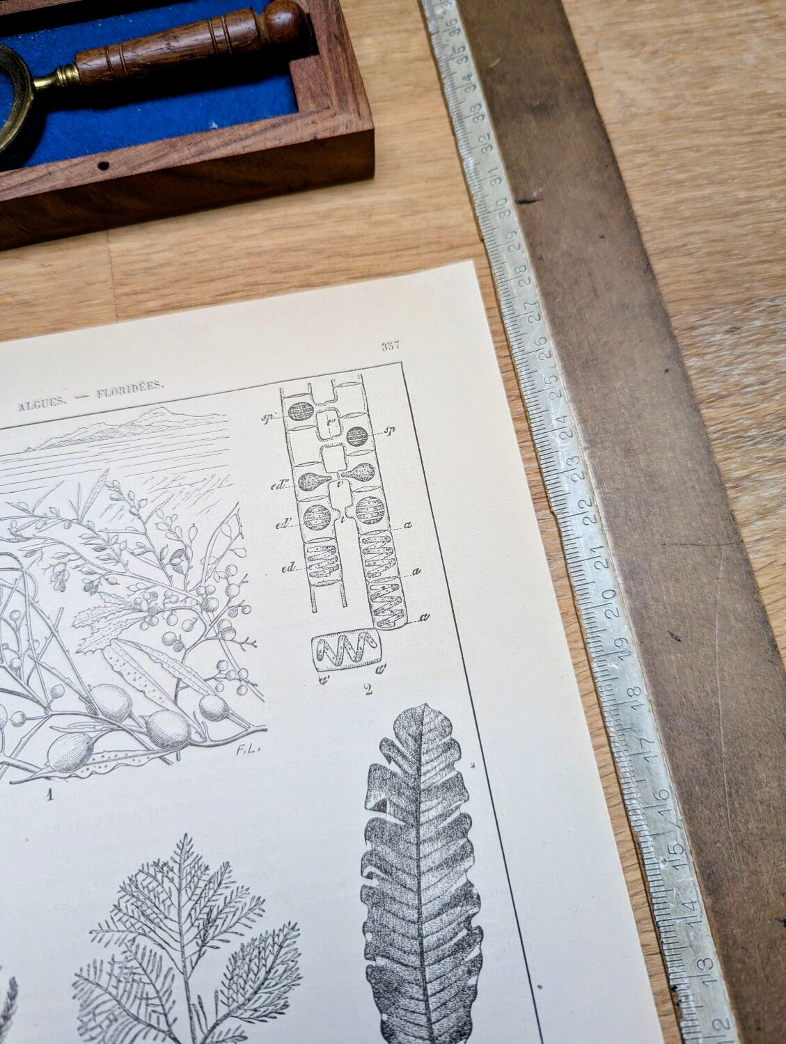 Printed in 1889, algae, florid.