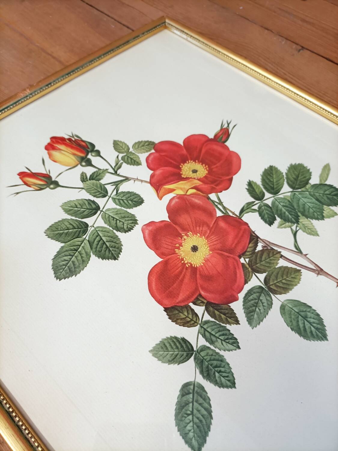Lithograph PJ Redoute Old Rose