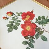 Lithograph PJ Redoute Old Rose