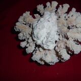white coral, collection, curiosity cabinet