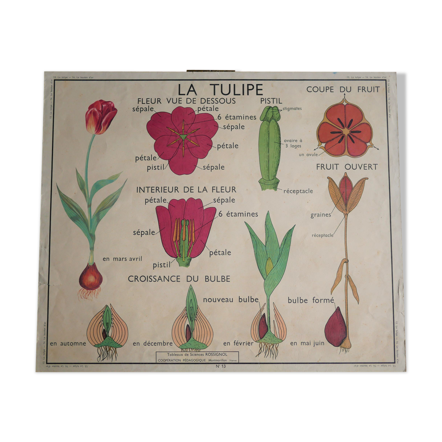 Vintage school botanical poster "La Tulipe" - "The Golden Button"