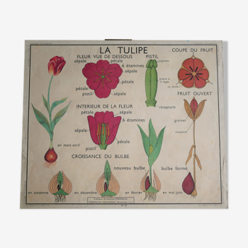 Affiche botanique d'école vintage « La Tulipe » - « Le Bouton d’or »