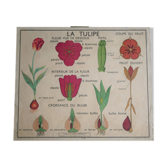 Vintage school botanical poster "La Tulipe" - "The Golden Button"