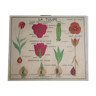 Vintage school botanical poster "La Tulipe" - "The Golden Button"