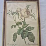 Redouté botanical white spirit roses painting