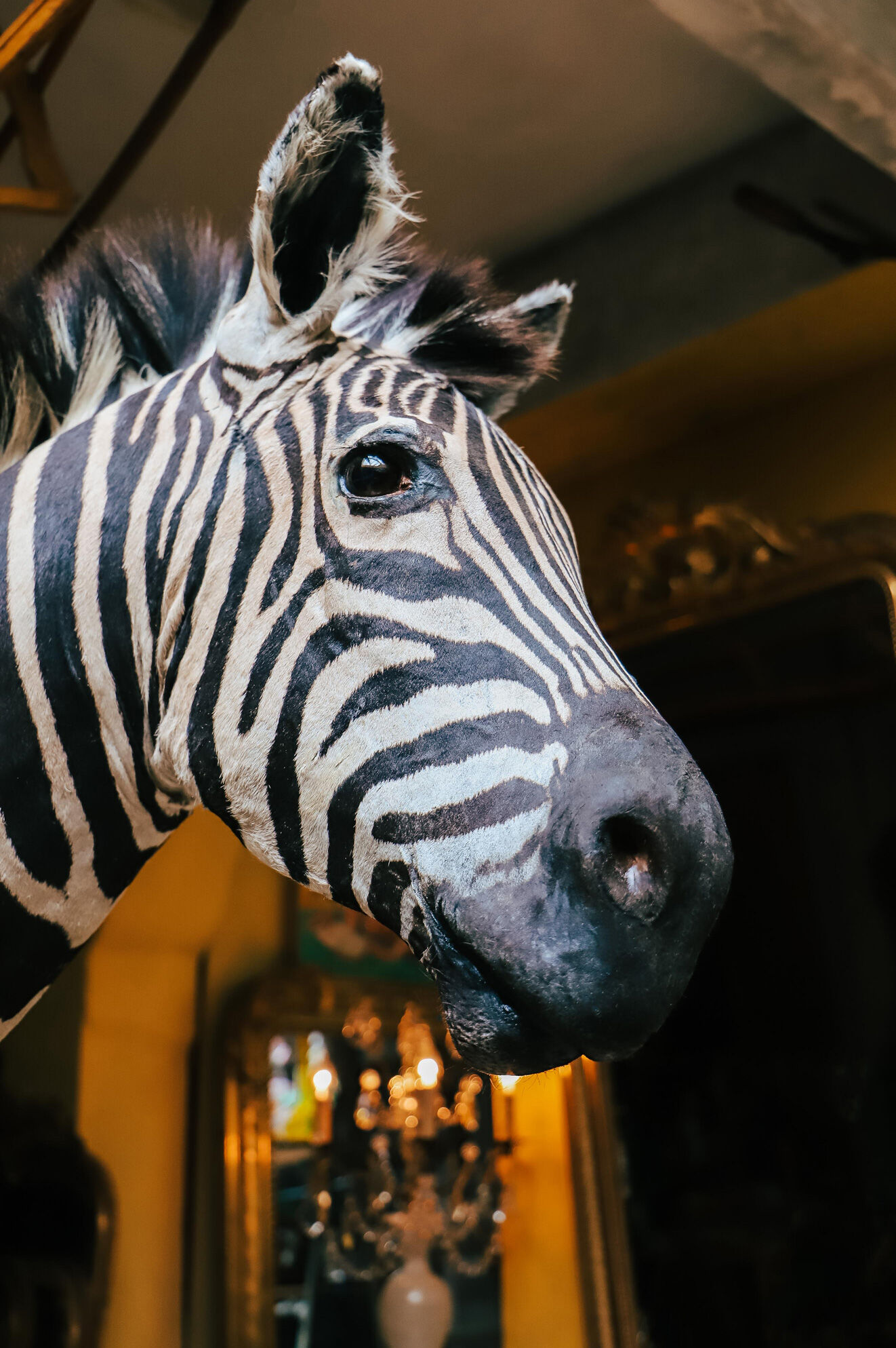 Zebra taxidermy