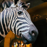Zebra taxidermy