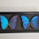 Stuffed butterflies, composition framed under glass, 35 cm