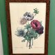 Vintage frame drawing of anemones by Redouté.
