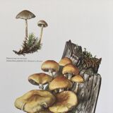 Botanical Illustration Mushrooms Nematoloma Vintage Print 60s