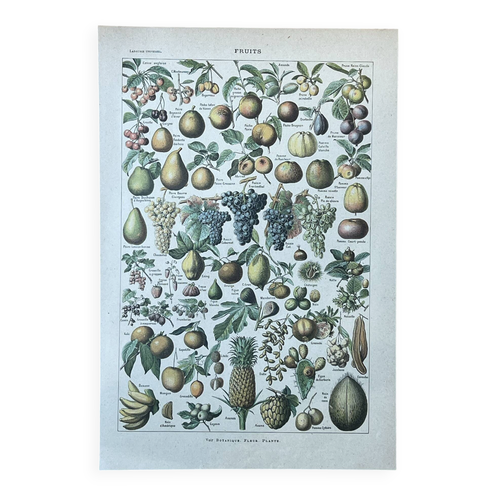 Botanical plate "Fruits" - 18.8x27.8cm