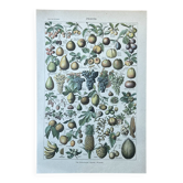 Planche botanique “Fruits” - 18,8x27,8cm