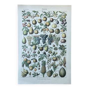 Botanical plate "Fruits" - 18.8x27.8cm