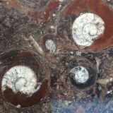 Erfoud stone coffee table with fossils