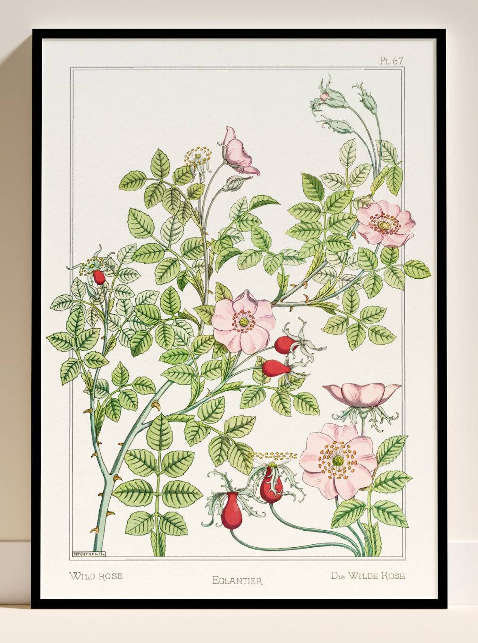 Poster “Rosehip”, after an Art Nouveau lithograph from 1897