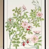 Poster “Rosehip”, after an Art Nouveau lithograph from 1897