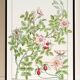 Poster “Rosehip”, after an Art Nouveau lithograph from 1897