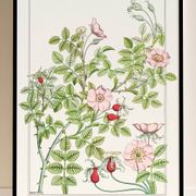 Poster “Rosehip”, after an Art Nouveau lithograph from 1897