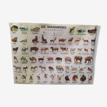 School poster MDI mammals 1976