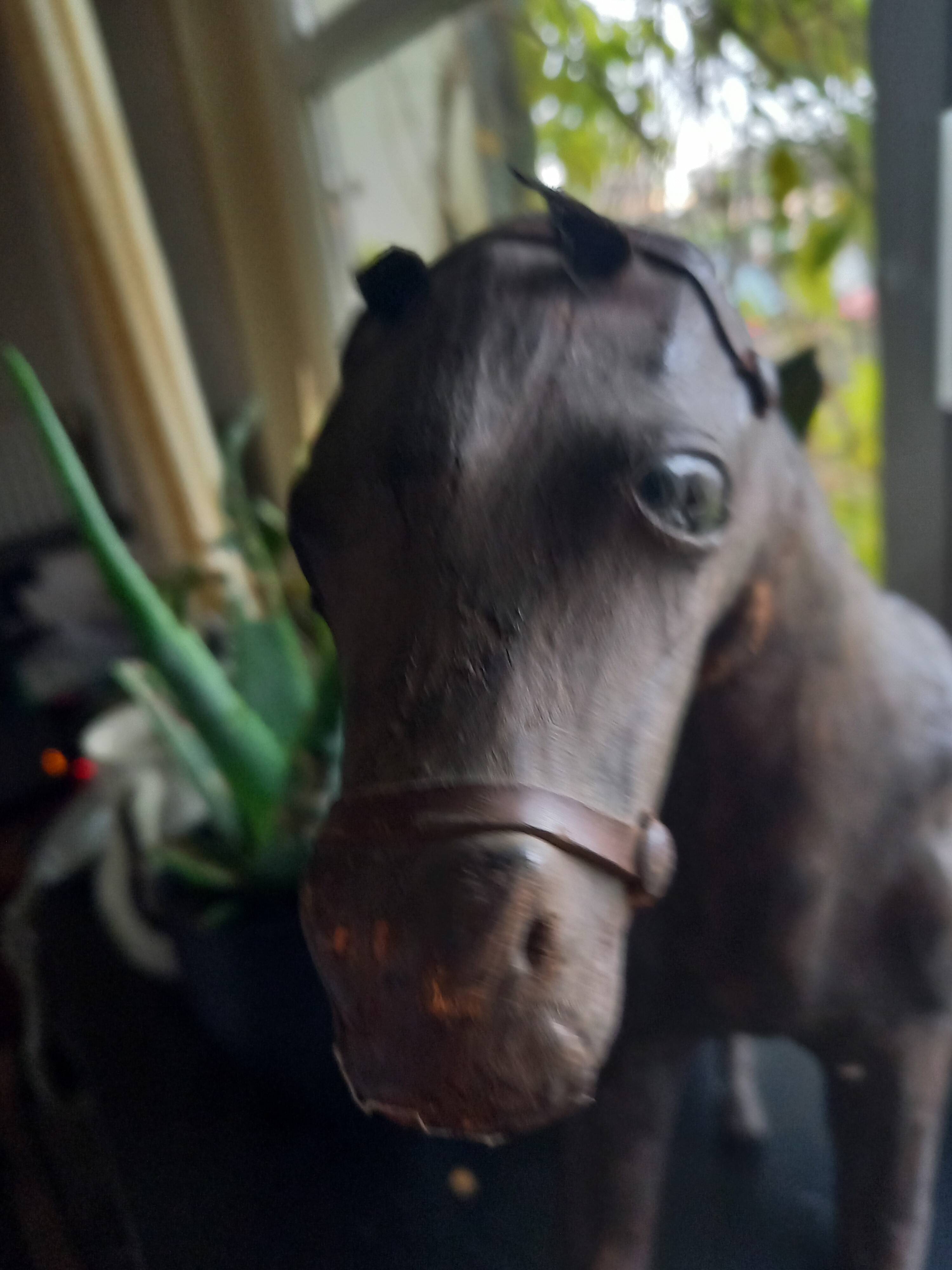 Old leather horse toy