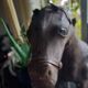 Old leather horse toy