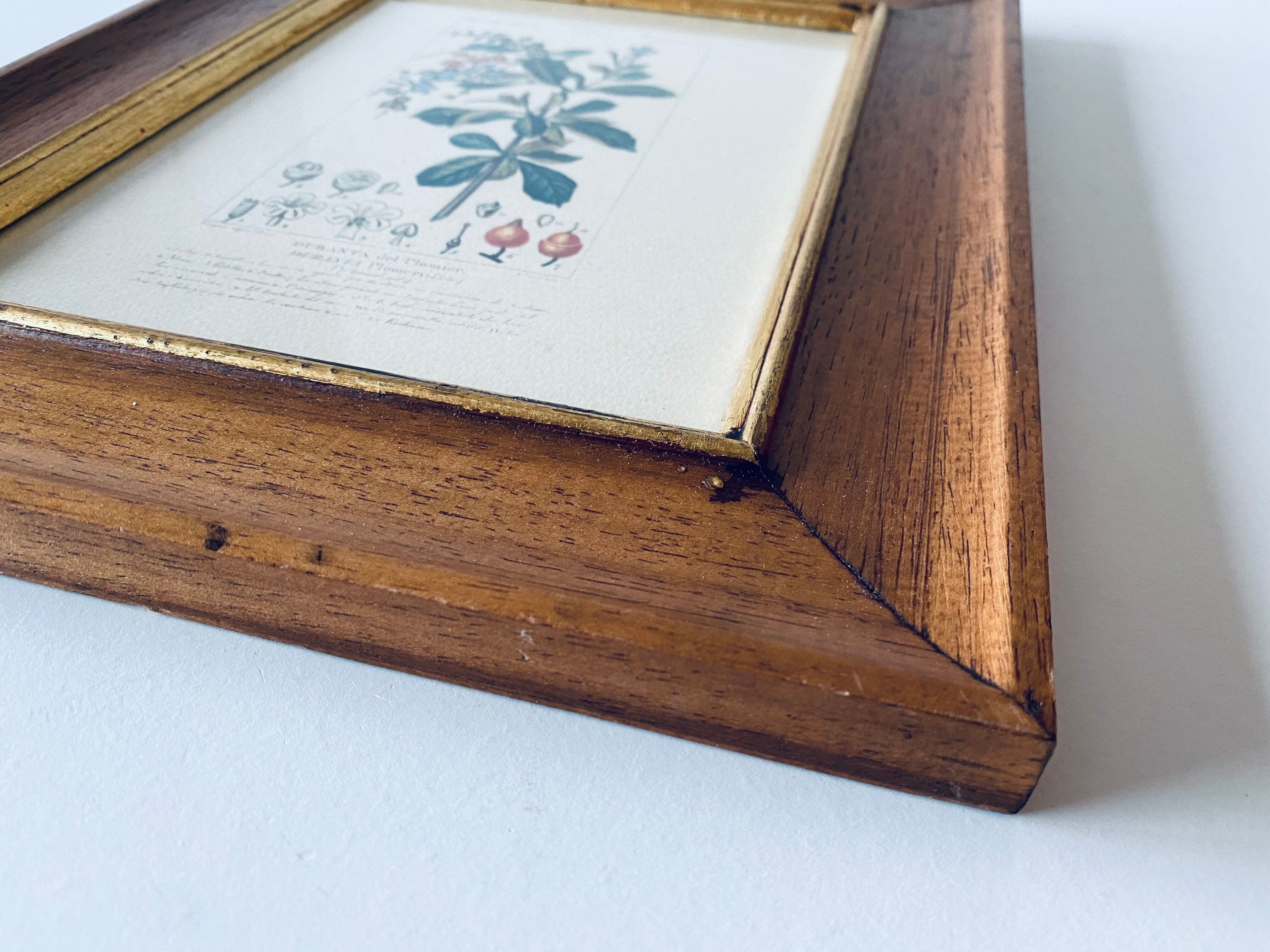 Framed botanical poster