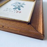Framed botanical poster
