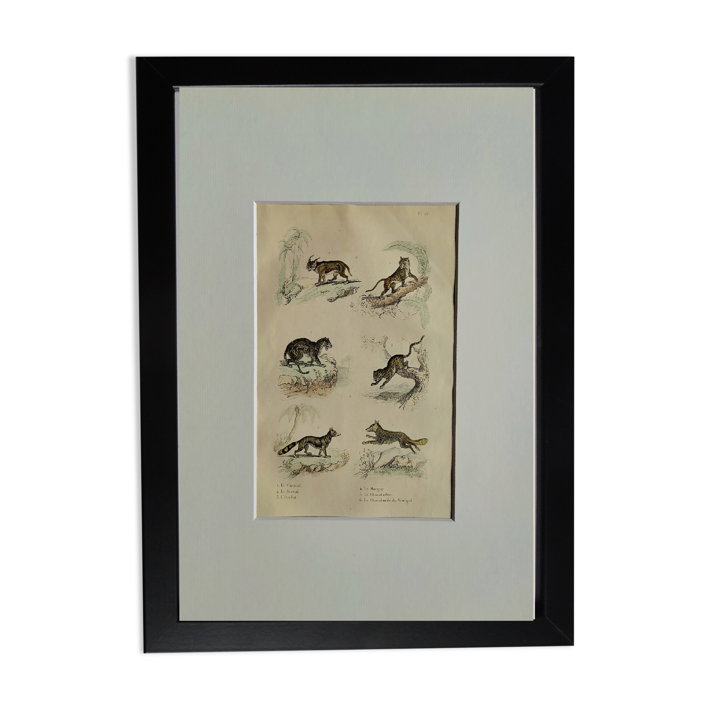 Original zoological plate " Caracal - Serval - Ocelot - &c... " Buffon (1836)
